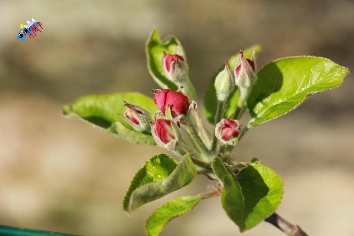 N2015-04_12_IMG_8345-Pommier Golden Delicious_HG